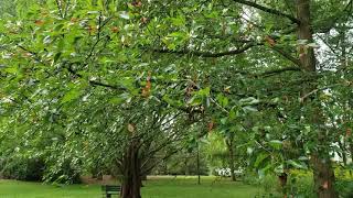 ID That Tree Black Gum [upl. by Leahicm]