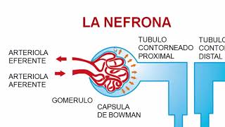 HISTOLOGÍA DEL SISTEMA URINARIO [upl. by Asin615]