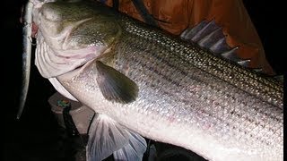 Striped Bass Fishing with Live Eels [upl. by Sherri950]