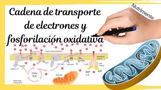 CADENA de TRANSPORTE de ELECTRONES y FOSFORILACIÓN OXIDATIVA [upl. by Boesch]