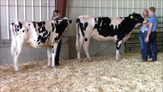 4H Dairy Showmanship [upl. by Maison]