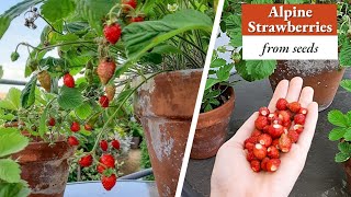 How To Grow Wild Strawberries From Seeds [upl. by Eelatsyrc922]