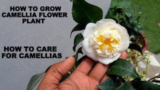 How to Grow Camellia Flower Plant Care and Tips [upl. by Elleinwad]