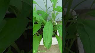 How I Grow Turmeric at Home Growing Turmeric In Pots Easy for Beginners [upl. by Ahserak]