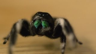 Spider hunts fly  Spider House  BBC [upl. by Lea]