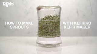 HOW TO MAKE SPROUTS WITH KEFIRKO KEFIR FERMENTER [upl. by Bram289]