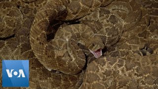 Annual Rattlesnake Roundup Takes Place in Texas [upl. by Singleton504]