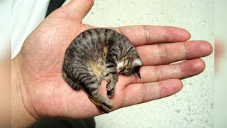 THE 10 SMALLEST CAT BREEDS In The World [upl. by Tynan]