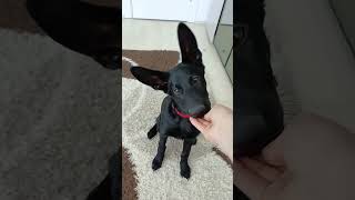 K9 German Shepherd puppy trainingSolid Black Alman kurdutemel eğitimНемецкая овчарка команды [upl. by Aicittel]