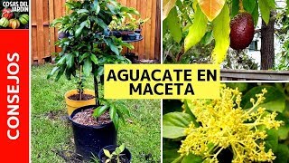 TOP 6 CUIDADOS AGUACATE EN MACETA  PALTA en maceta [upl. by Moor]