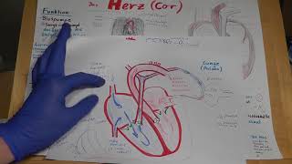 Das Arbeitsdiagramm des Herzens in 5 Minuten [upl. by Mattheus]