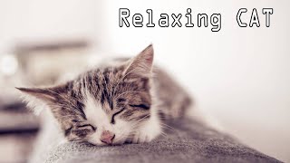 Tidur Kucing Musik  Relaxing [upl. by Babcock468]