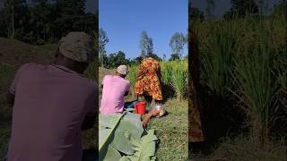 See what happened while working in the paddy field [upl. by Thea]