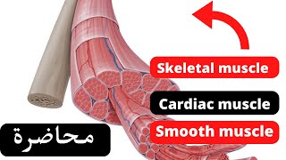 5 Anatomy of muscles and tendons شرح Dr Sabreen [upl. by Redmund]