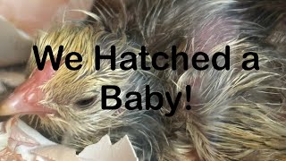 Hatching Chicks Time lapse [upl. by Eiresed884]