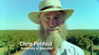 Episode 36  Trialling salt bush in mid rows [upl. by Kitarp]