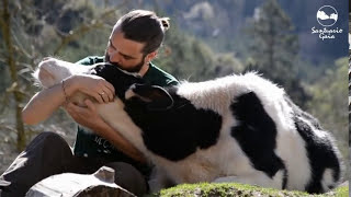 Los terneros también quieren cariño y amor [upl. by Ecyoj]