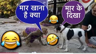 Dog and monkey fight funny dubbing video 😂 l मार देंगे तुझे 😂🤣😆 BOSSOFDOGSGERMANSHEPARD1 [upl. by Nelson633]