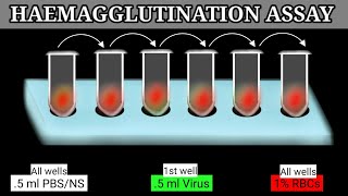 Haemagglutination Assay  HA Assay  HA Test [upl. by Aicnatsnoc]