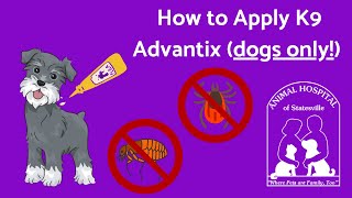 How to Apply K9 Advantix Dogs Only [upl. by Acima]