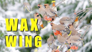 BOHEMIAN WAXWING flock of birds in winter [upl. by Nisotawulo]