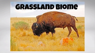 The Grassland Biome [upl. by Sedecram]