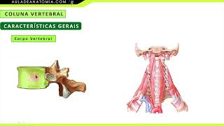 CARACTERÍSTICAS GERAIS DA COLUNA VERTEBRAL anatomia fisioterapia medicina medico quiropraxia [upl. by Roeser686]