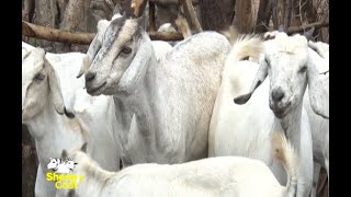 Best Pig Breeds in Kenya 4 Good Money farming kenya [upl. by Greggory]