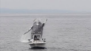 Whale Breach Close To Boat [upl. by Ailehpo828]