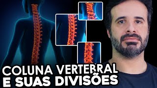 COLUNA VERTEBRAL E SUAS DIVISÕES [upl. by Canter]