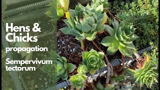 How to propagate Hens and Chicks Sempervivum Tectorum and Stimulate New Growths [upl. by Atsylak]