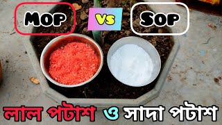 Sulphate of Potash Npk 0 0 50 Vs Muriate of Potash potassium chloride  লাল পটাশ ও সাদা পটাশ [upl. by Ellehcsor]