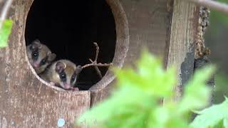 Лесная соня  FOREST DORMOUSE Dryomys nitedula [upl. by Erdnassac]