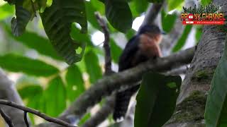 Song  Chestnut breasted Cuckoo Cacomantis castaneiventris Papuan birds  cuckoo [upl. by Ahsieka]