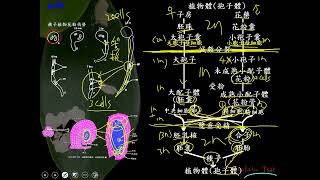 11002選修生物二ch4 1 10開花植物的生活史 世代交替的輔助說明一恭 [upl. by Bello]