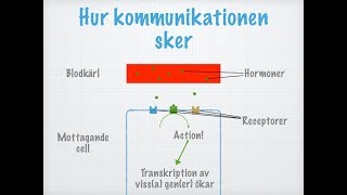 Hur hormoner fungerar [upl. by Galanti10]