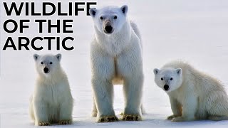 World of the Wild  Episode 4 The Arctic  Free Documentary Nature [upl. by Sikorski]