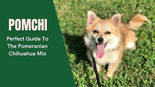 Pomchi  A Perfect Guide To The Pomeranian Chihuahua Mix [upl. by Corena]