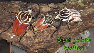 The king of beetles the goliath beetle [upl. by Oswell]