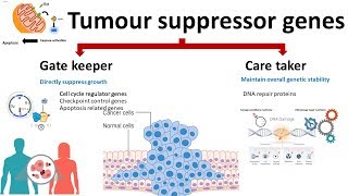 Tumour suppressor gene [upl. by Strage434]