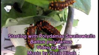 Raising Polydamas Caterpillars [upl. by Mikaela993]