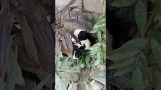 SCARED BLACK AND WHITE DOG HIDES UNDER PLANTS kmjs paws trendingshorts viralvideo [upl. by Atnuhs]