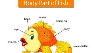 body parts of the fish [upl. by Ihcehcu]