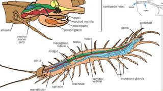 AFF Myriapoda [upl. by Trilby401]