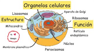 Organelos celulares estructura y función  BiologíayEcología Clasesdebiología [upl. by Rebah]