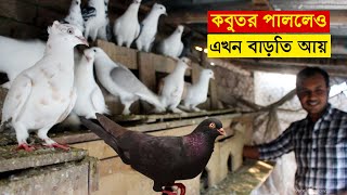 ভালোবাসার কবুতর পালন থেকে এখন মাসে আয় বাড়তি টাকা  কবুতর পালন পদ্ধতি  Pigeon farm in bangladesh [upl. by Ellennaj]