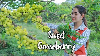 Pick fresh sweet gooseberry for making recipe  Sweet Gooseberry spicy cooking  Fresh fruit [upl. by Anabal]