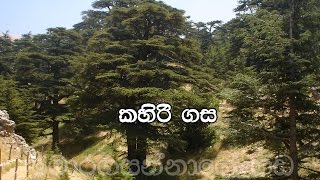 52  Kihiri gasa ලෙබනන්හී කිහිරි ගස් Pastor Chaminda Dias Sinhala Sermon [upl. by Jurdi]