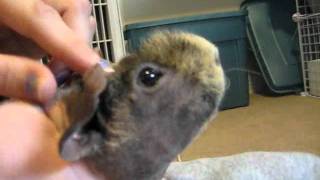 10 Tips For Taming Your Guinea Pigs [upl. by Ahiel]