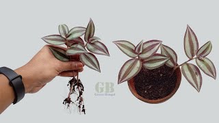 How to propagate wandering jew or inch plant from cutting and care [upl. by Luhey]